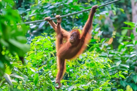 Oplev orangutanger i naturlige omgivelser