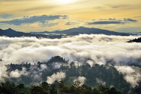 Ældgammel regnskov i Danum Valley