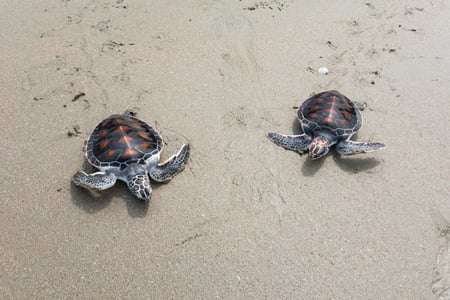 Havskildpadder på stranden