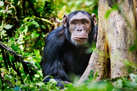 Chimpanse i Kibale Forest i Uganda