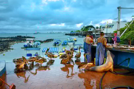 Pelikaner og søløver lokkes af fiskernes fangst