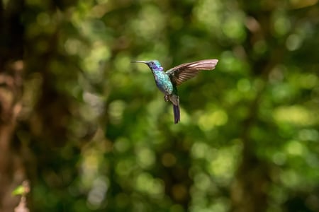 Kolibri i Monteverde