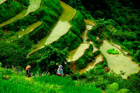 Banaue-risterrasser på UNESCO-listen