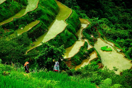 Banaue-risterrasser på UNESCO-listen