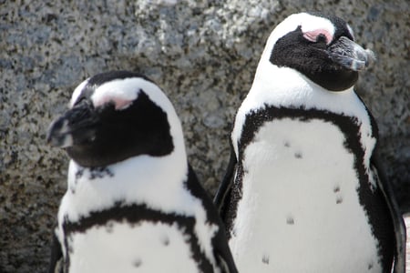 Penguins in South Africa