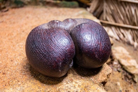 Coco de Mer nødden