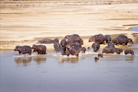 Hippos exploring Zambia 