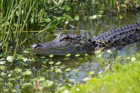 Krokodille i Florida