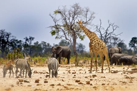 Rigt dyreliv i Hwange National Park