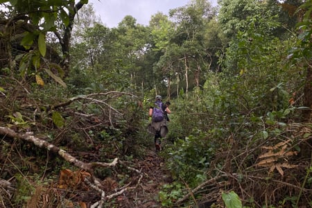 Exploring a jungle in Thailand