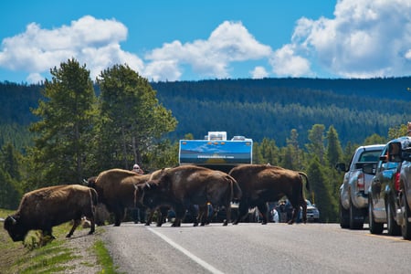 Se det unikke natur- og dyreliv, som bøfler