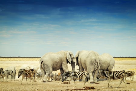 Etosha National Park, Namibia