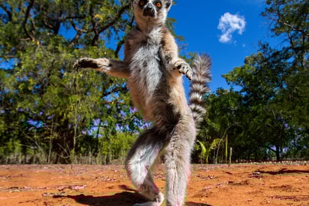 Kattalemur på Madagaskar