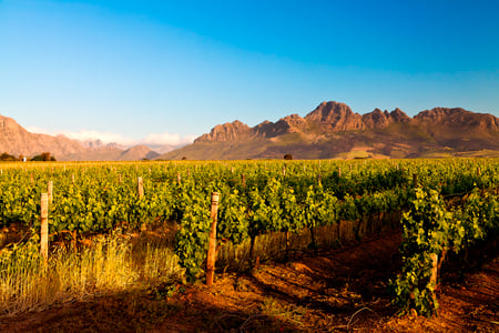 Besøg i vinområdet Stellenbosch