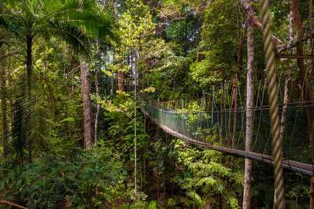 Gå mellem trætoppe på canopy walk i Taman Negara