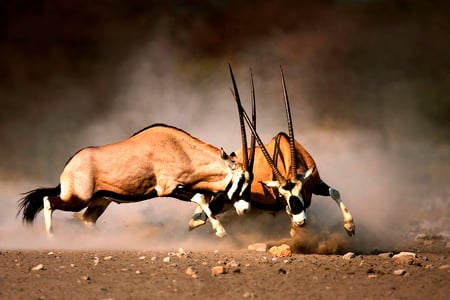 Etosha National Park