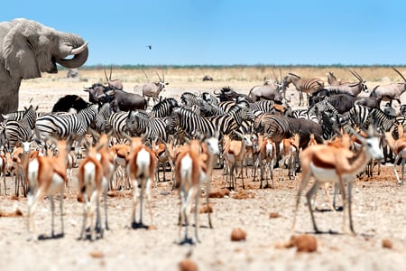 Etosha National Park