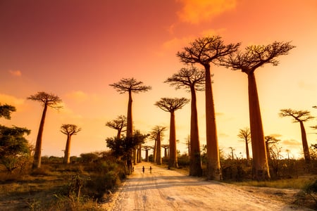 Baobab træer i Madagaskar