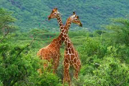 Giraffer i Samburu National Reserve i Kenya