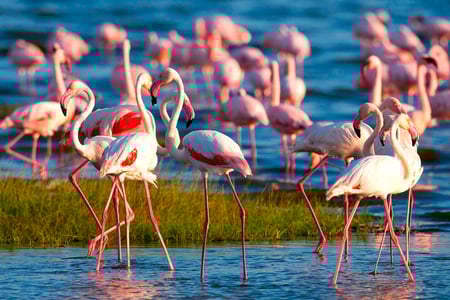 Lake Nakuru, Kenya