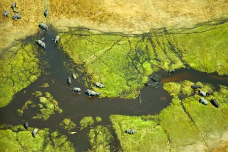 Okavango delta