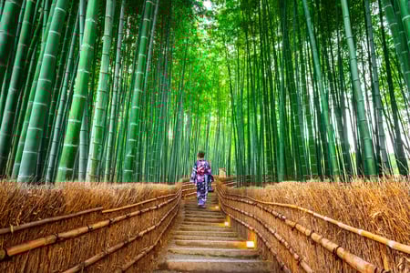 Bambusskoven i Arashiyama