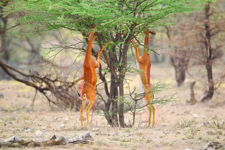 Gerenuk med den lange hals kaldes for girafgazelle