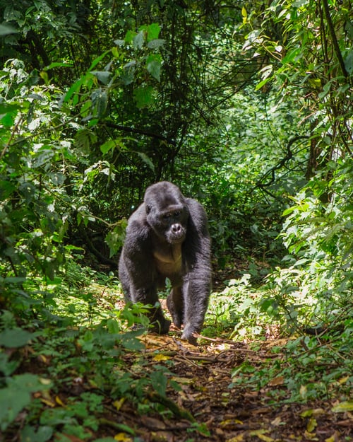 Gorilla-trekking i Uganda