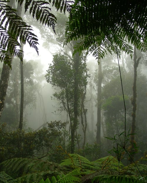 The rainforest in Borneo