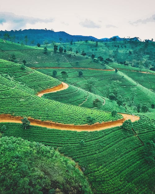 Green fields in Sri Lanka 