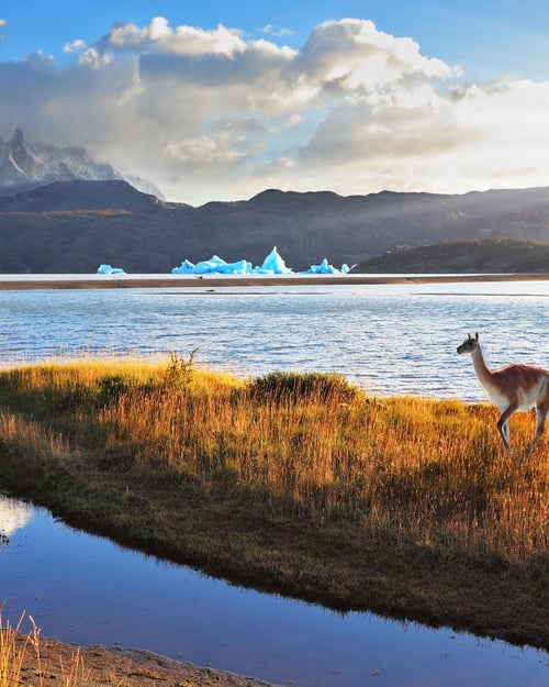 Torres del Paine National Park i Patagonien, Chile
