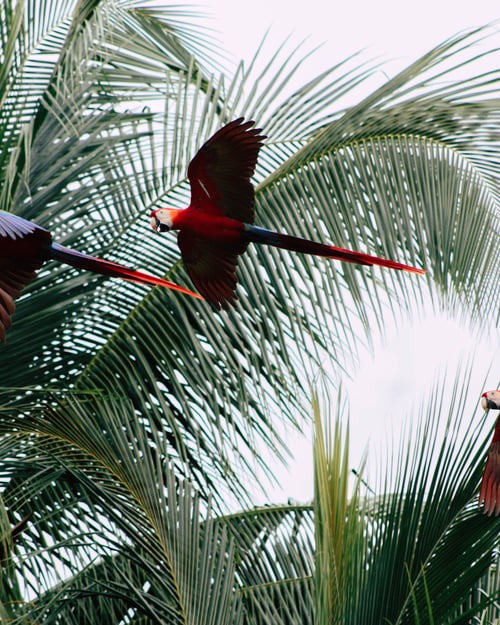 Parrots in Costa Rica