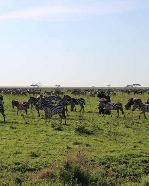 wildlife on the savannah in tanzania