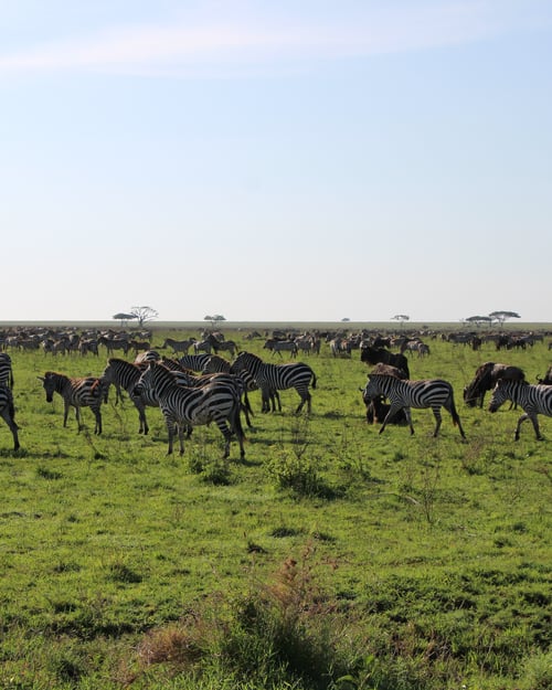 wildlife on the savannah in tanzania