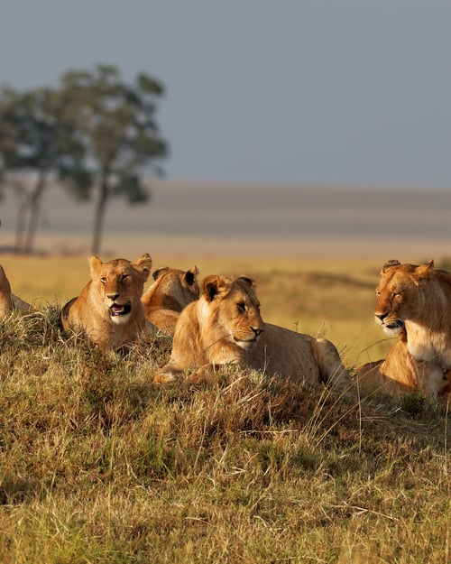 Løvefamilie i Masai Mara, Kenya