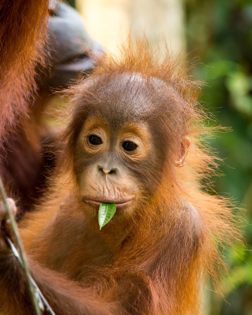 malaysia_borno_orangutan_shutterstock_233602363.jpg
