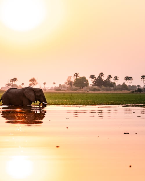 Elefant i solnedgang i Okavango-deltaet, Botswana