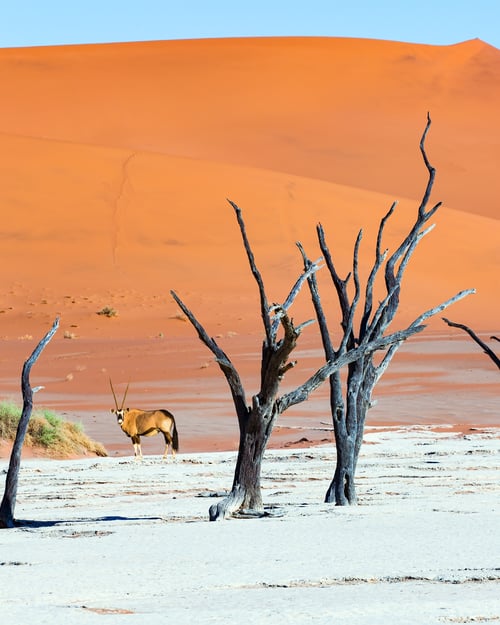 Oryx-antilope i Namib-ørkenen