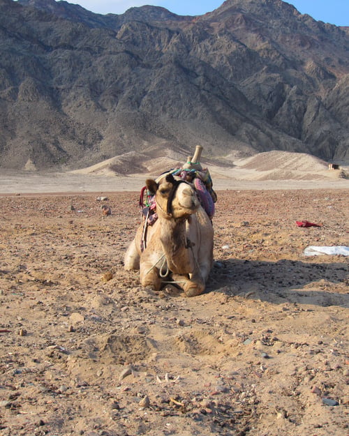 Camel in desert