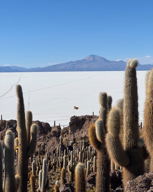 Cactuses in Salar de Uyuni, Bolivia