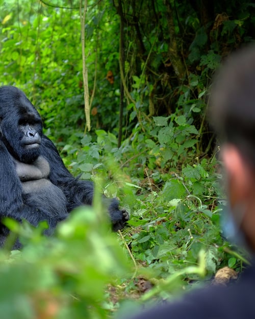 Gorilla in Bwindi National Forest