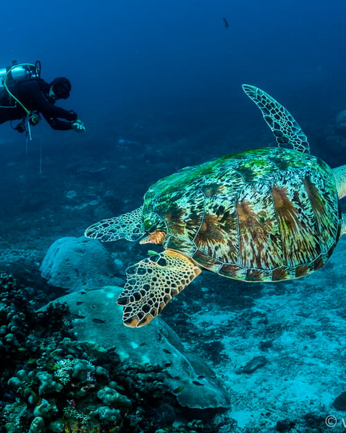 diving