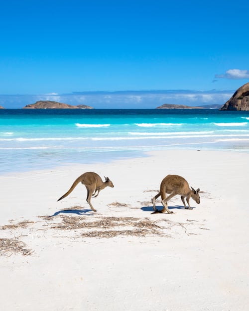 Kænguruer i Australien