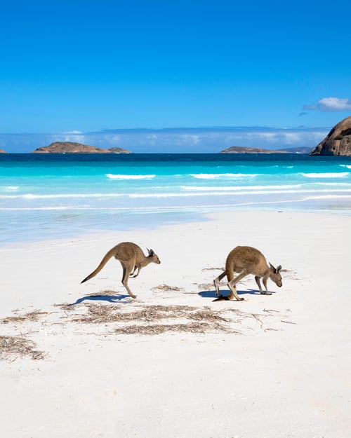 Kænguruer i Australien
