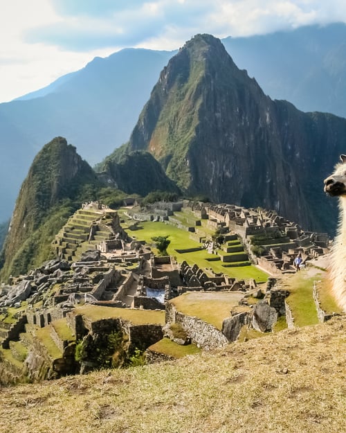 Alpacka framför storslagna Machu Picchu i Peru