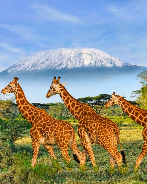 Serengeti i Tanzania