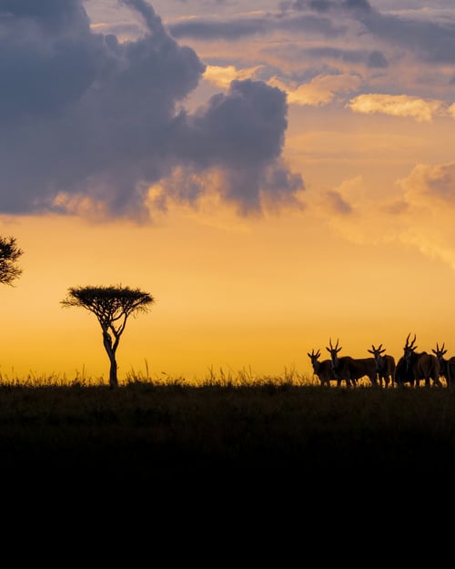 Solnedgang i Afrika