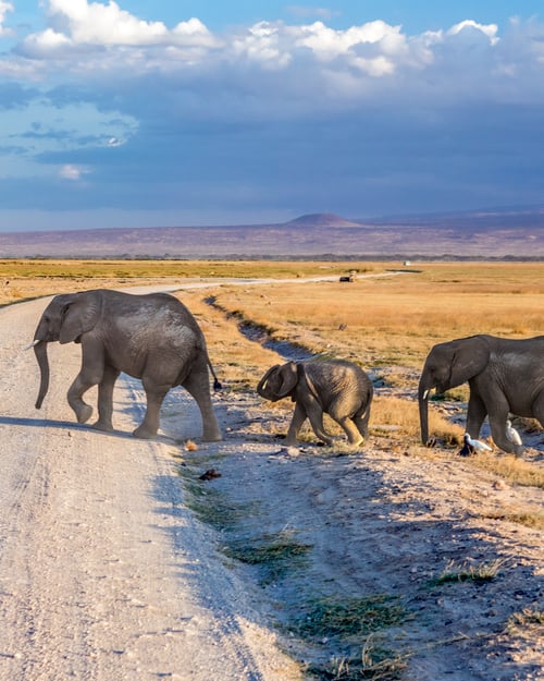 Elefanter i Tanzania