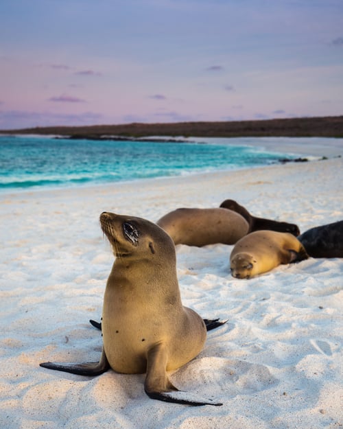 Galapagosöarna i Ecuador. 