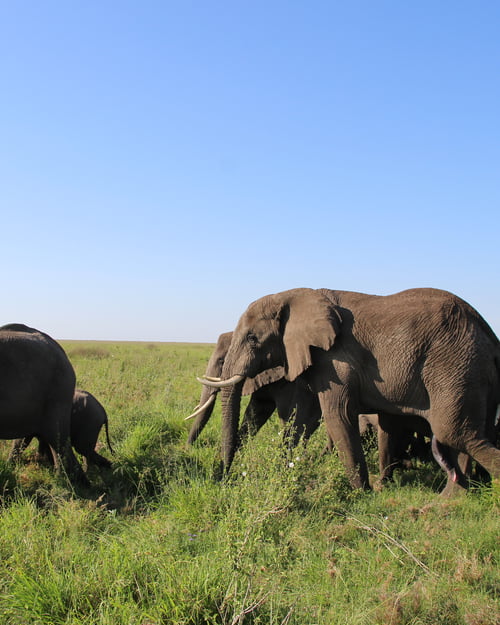 Spot elephants on a safari